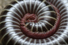 Ommatoiulus diplurus