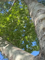 Platanus