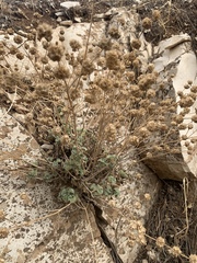 Pseudodictamnus aucheri