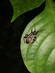 Iphita limbata