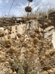 Pseudodictamnus aucheri