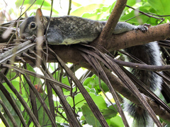 Sciurus colliaei