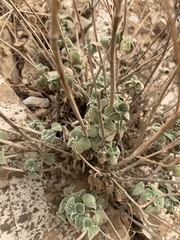 Pseudodictamnus aucheri