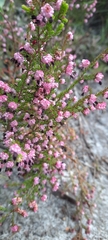 Erica spumosa