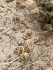 Pseudodictamnus aucheri