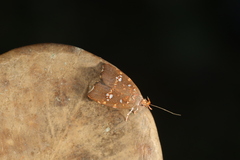 Coptotelia perseaphaga