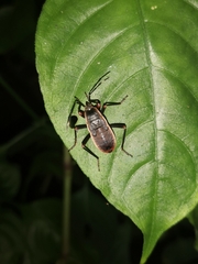 Iphita limbata