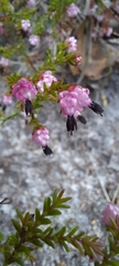 Erica spumosa