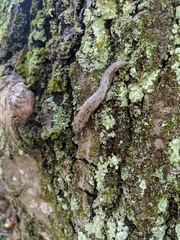 Megapallifera mutabilis