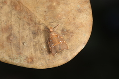 Coptotelia perseaphaga