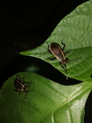 Iphita limbata