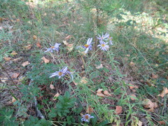 Galatella dahurica