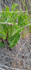 Lichtensteinia lacera
