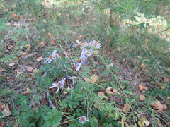 Galatella dahurica
