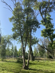 Ligustrum lucidum