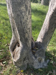 Ligustrum lucidum