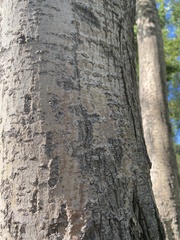 Ligustrum lucidum