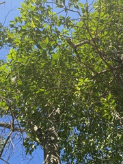 Ligustrum lucidum