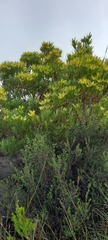 Leucadendron