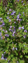 Psoralea aculeata