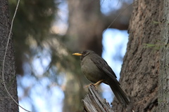 Turdus chiguanco