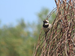 Passer melanurus melanurus