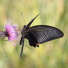 Papilio demetrius demetrius