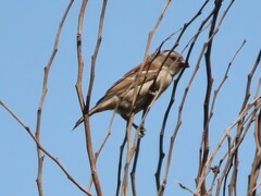 Passer melanurus melanurus