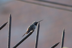 Rhodopis vesper