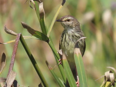 Prinia maculosa maculosa