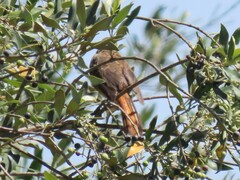 Cossypha caffra caffra