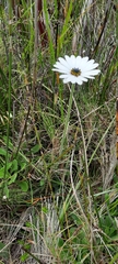 Dimorphotheca nudicaulis
