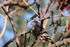 Columbina cruziana