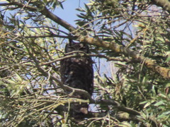 Bubo africanus africanus