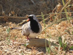 Oena capensis capensis