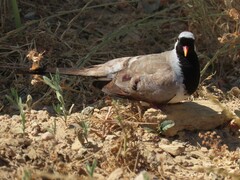 Oena capensis capensis