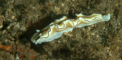 Doriprismatica atromarginata