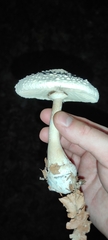 Macrolepiota