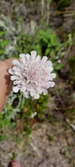 Scabiosa