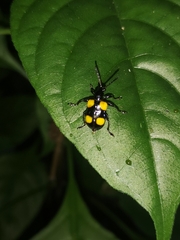 Lilioceris quadripustulata