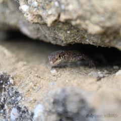 Podarcis carbonelli carbonelli