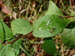 Stigmella oxyacanthella