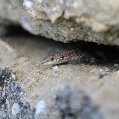 Podarcis carbonelli carbonelli