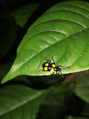 Lilioceris quadripustulata