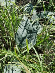 Cucurbita foetidissima