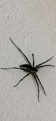 Euprosthenops