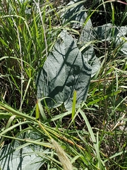 Cucurbita foetidissima