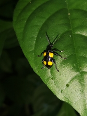 Lilioceris quadripustulata