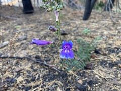 Penstemon laetus
