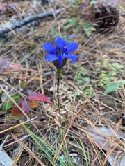 Gentiana autumnalis